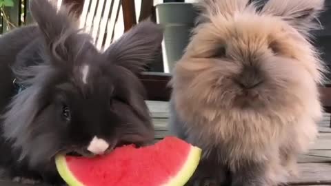 Watermelon is delicious