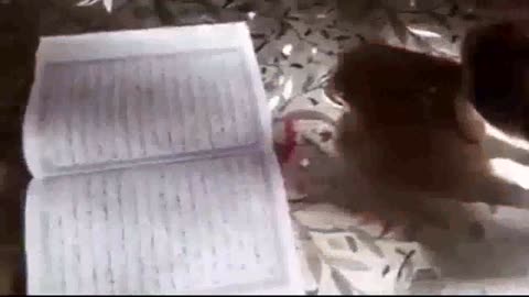 Cats walking on quran, with no problems.