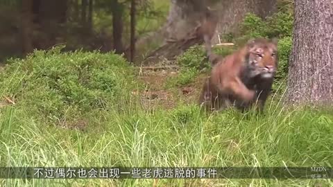 The zoo put on a show to prevent the tiger from escaping. Even the lion was stunned