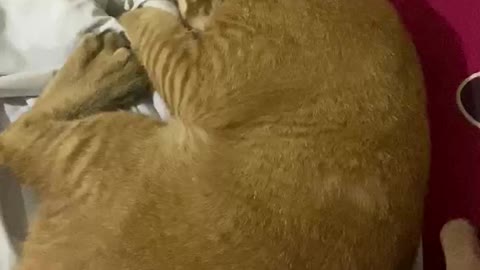 cat scratching cloth