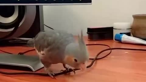 Cockatiel bird playing with the cable of the TV