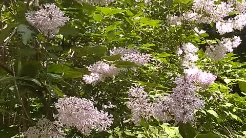 Lilacs