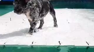Frenchie Puppy Plays in Pool