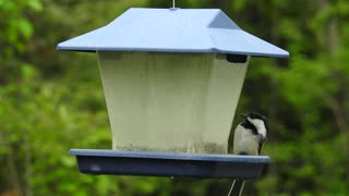 chickadee