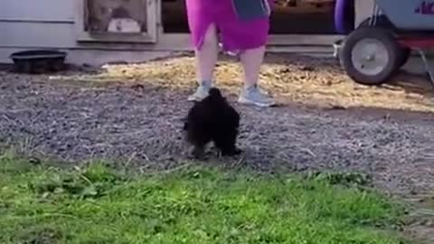 Rooster Attacks Grandma While She Defends Herself With His Dish in Her Hand