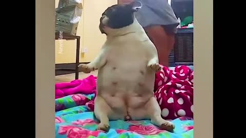 French bulldog chubby dancing cute