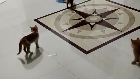 Playful Kittens Pop Balloons