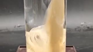 Insect secreting a protective fluid