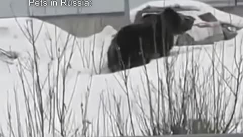 Pets in US vs Pets in Russia.. video meme