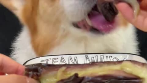 Corgi is the cutest dog eating 1 (3)