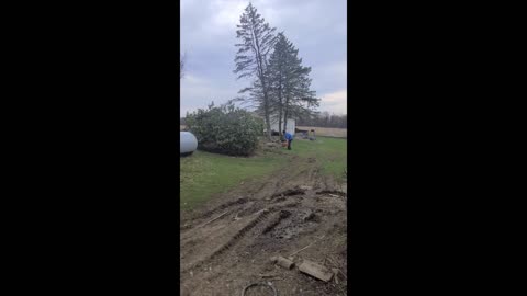 Dropping pine