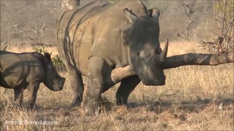 Baby Rhino