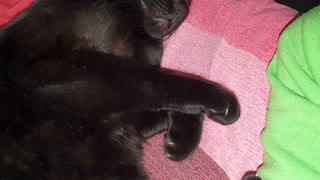 Cat dreams in bed