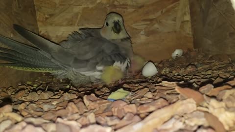 New Cockatiel Parents Show Me Their New Born Babies