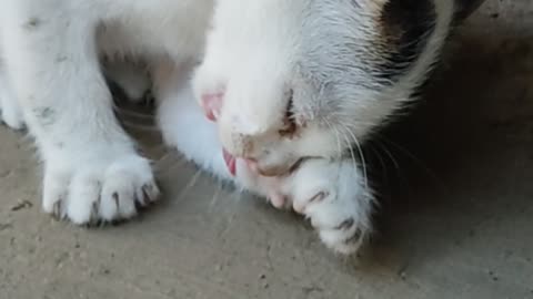 See how the cat's kids maintain cleanliness, how beautiful their life is the meeting