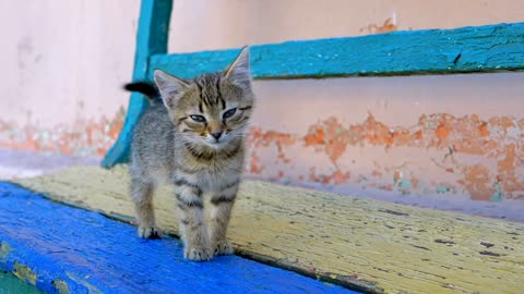 homeless gray kitten is walking on the street 32304