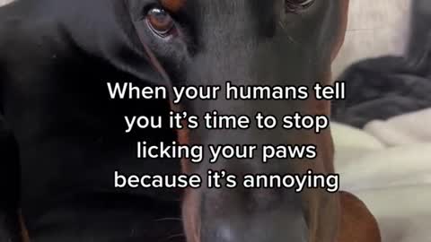 When your humans tell you it's time to stop licking your paws because it'sannoying