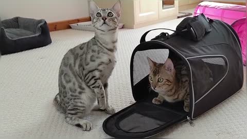 Bengal Kitten Siblings Reuniting