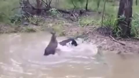 Funny Kangaroo vs Dog water fight