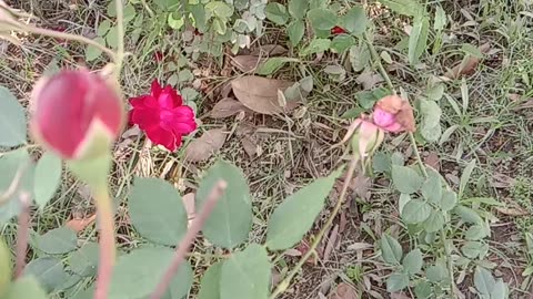 Red Rose Blooming
