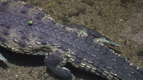 Inside the World of Crocodiles: Fascinating Facts and Incredible Footage!