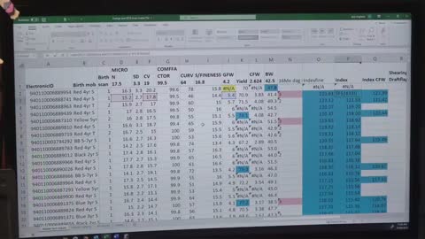 Sheep using electronic identification (eID)