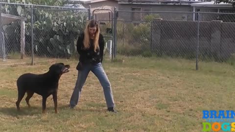 dog training