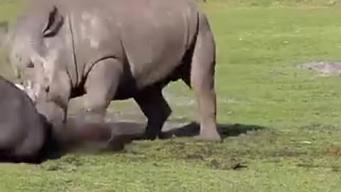 Rhinoceros VS Buffalo #shorts #shortvideo #video #virals #videoviral