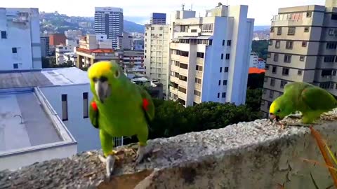 Funny Laughing Wild Amazon Parrots