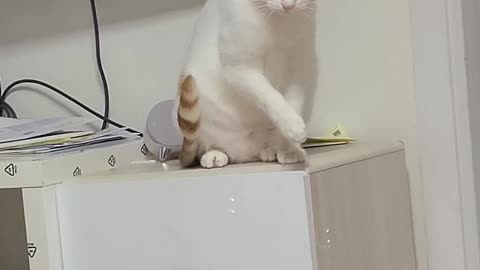 Cats react to soap bubbles