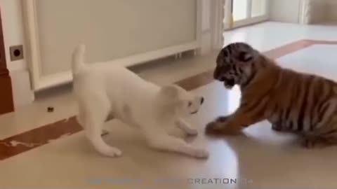 TIGER VS DOG CUTE FIGHTING