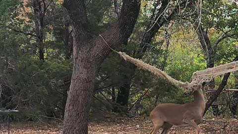 Woman Saves Young Buck From Old Hammock