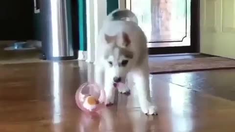 Puppy, why don't you care about the small animals in the ball.