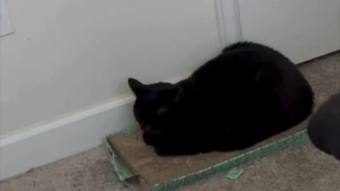 Adopting a Cat from a Shelter Vlog - Cute Precious Piper is a Perfect Office Tuffet Loaf #shorts