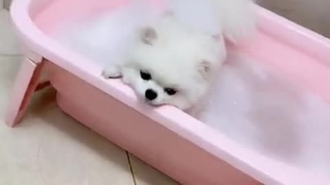 Cute Baby Puppy Bath Funny Video