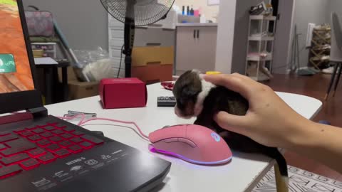 My pet can be my mouse