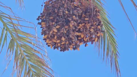 They dropped a palm seed on me| Spain 🇪🇸