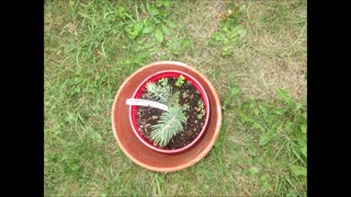 Magnificent Colorado Blue Spruce July 2021