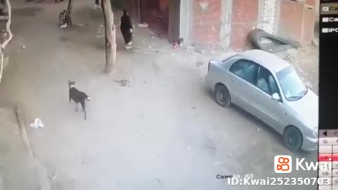 Dog attack a baby... And cat suddenly attack on dog and safe baby
