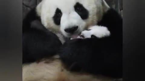 Baby panda and mom panda's affectionate reaction after treatment.