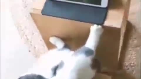 A cat Watching Cartoon Video Funny Video Shorts