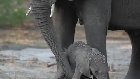 A baby elephant takes its first steps.