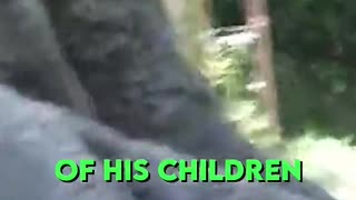 THIS IS HAOKO A GORILLA DAD