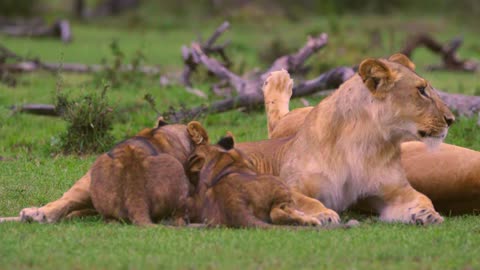 Lion Cub eating feed