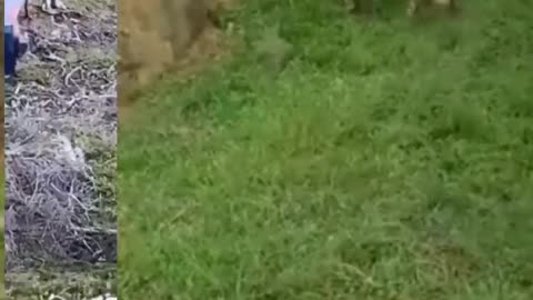 Funny Animals reaction