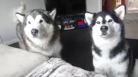 Stubborn Alaskan Malamute Talks Back