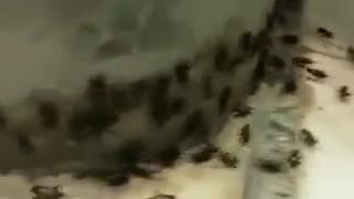RAMADAN: Locust attack people in Mecca