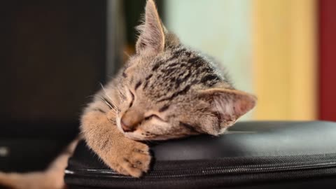 Sleepy cat will take naps literally anywhere