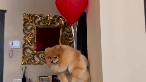 Cute Pomeranian