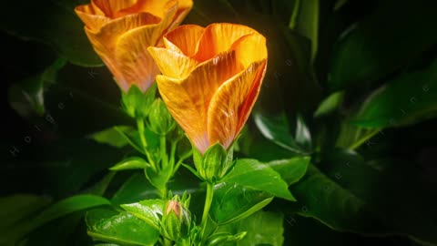 Hibiscus Flowers Time Lapse